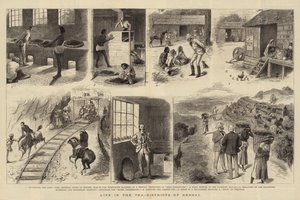 Life in the Tea-Districts of Bengal